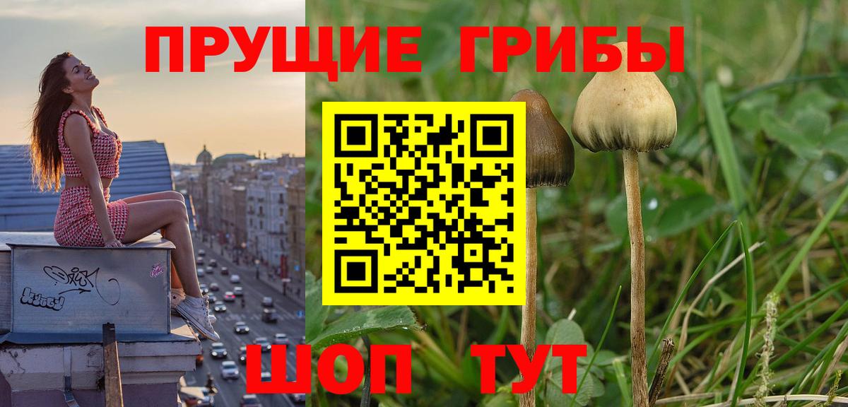 Мурино  Псилоцибиновые грибы Psilocybe  Вход с VPN 